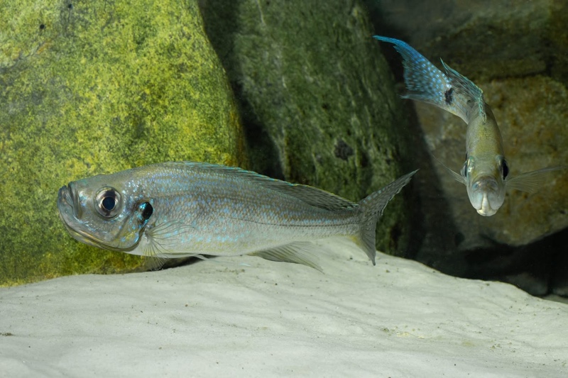 Haplotaxodon microlepis 'Cape Kabogo'